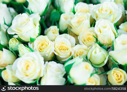 Fresh white roses with green leaves- nature spring sunny background. Soft focus and bokeh