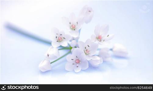 Fresh white spring flowers isolated, selective focus
