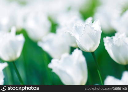 Fresh white tulips in garden close-up