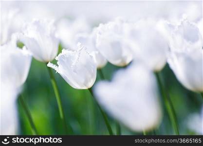 Fresh white tulips in garden close-up