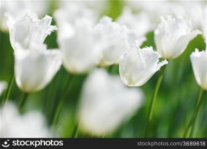 Fresh white tulips in garden close-up