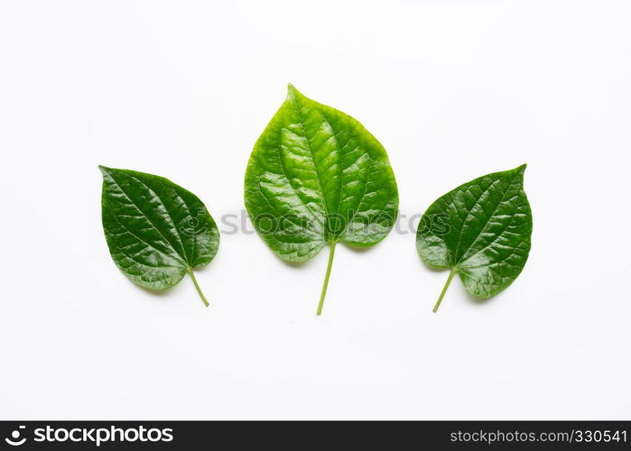 Fresh Wild Betal leaves isolated on white background