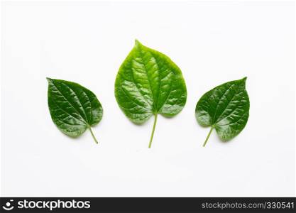 Fresh Wild Betal leaves isolated on white background