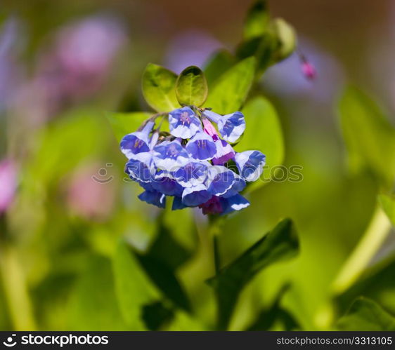 Fresh wild bluebells in a forest in the spring as the blooms start to blossom