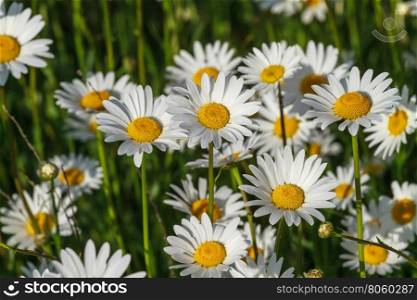 fresh wild daisies on a sunny day, close up, top view