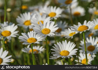 fresh wild daisies on a sunny day, close up, top view