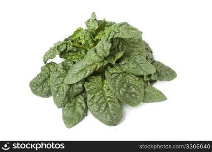 Fresh wild spinach leaves