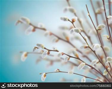 fresh willow twigs with catkins on blue background. willow twigs with catkins