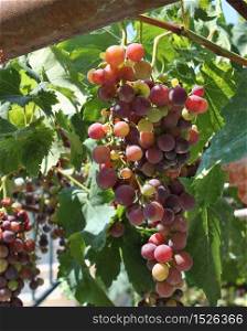 Fresh wine grapes growing in vineyard garden. Fresh wine grapes