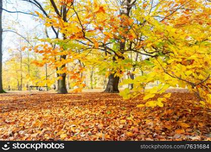 Fresh yellow and orange fall tree foliage in park. Vibrant fall foliage