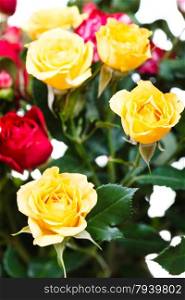 fresh yellow and red roses in bouquet of flowers