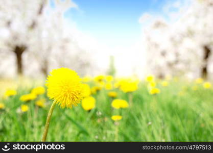 Fresh yellow dandelion in the apple orchard