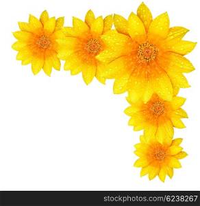 Fresh yellow flower border, isolated over white background