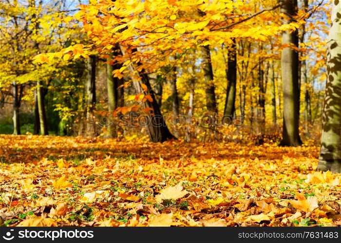 Fresh yellow maple fall tree foliage in park. Vibrant fall foliage