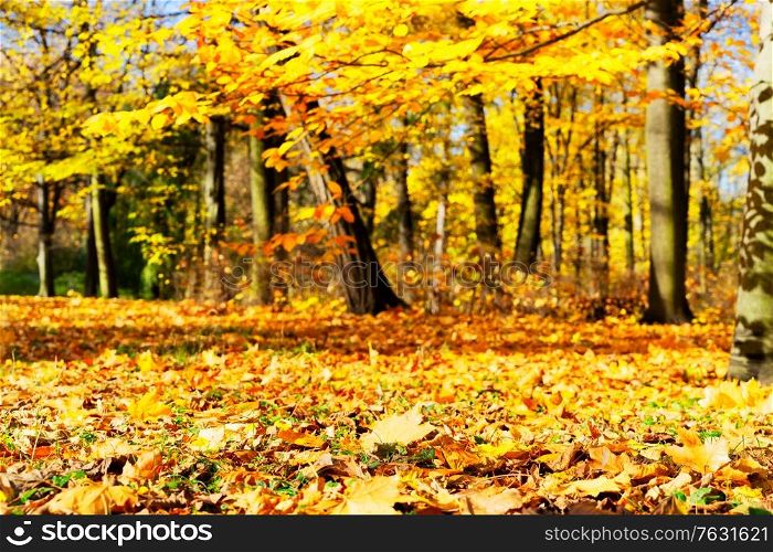 Fresh yellow maple fall tree foliage in park. Vibrant fall foliage