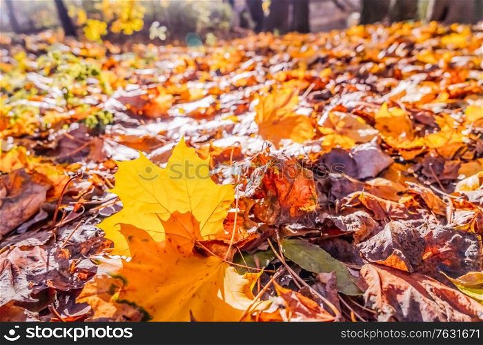 Fresh yellow maple fall tree foliage on ground of park lighted with bright sun, retro toned. Vibrant fall foliage