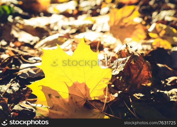 Fresh yellow maple fall tree foliage on ground of park lighted with sun, retro toned. Vibrant fall foliage