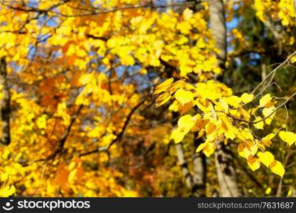 Fresh yellow maple fall tree foliage on park, retro toned. Vibrant fall foliage