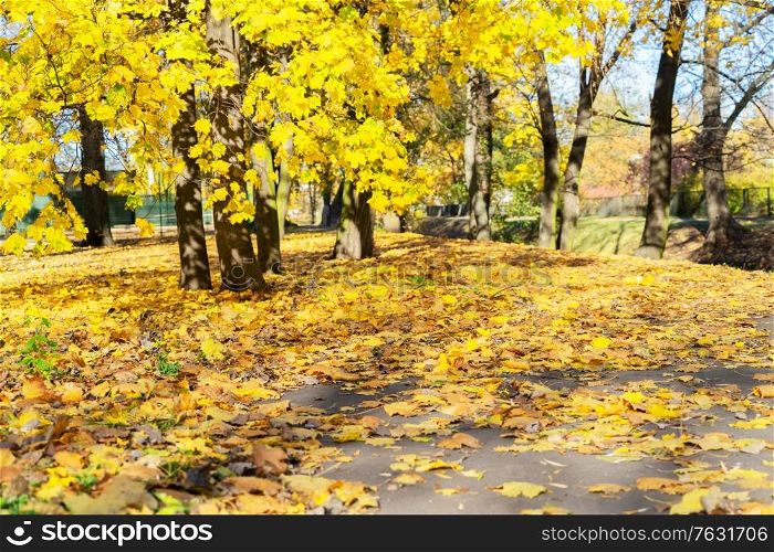 Fresh yellow maple fall tree foliage on park. Vibrant fall foliage