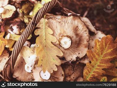 Fresh yellow mushrooms in Fall season