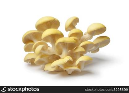 Fresh yellow oyster mushrooms on white background