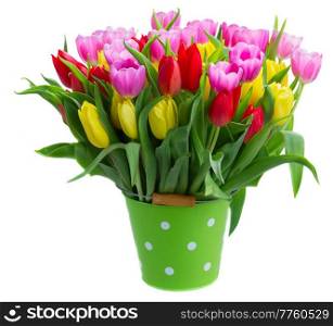 fresh yellow, purple and red bloomig tulips in green pot isolated on white background. bouquet of  yellow, purple and red  tulips