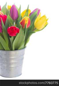fresh yellow, purple and red  tulips flowers in metal pot close up isolated on white background. bouquet of  yellow, purple and red  tulips