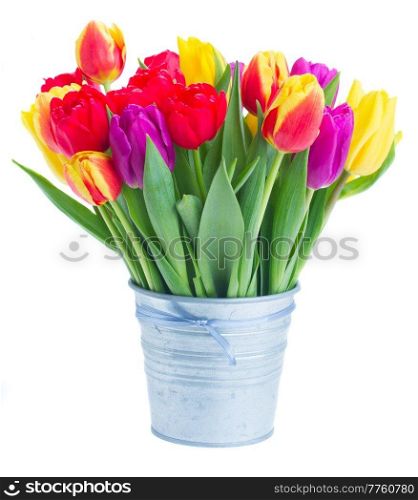 fresh yellow, purple and red  tulips in metal pot isolated on white background. bouquet of  yellow, purple and red  tulips