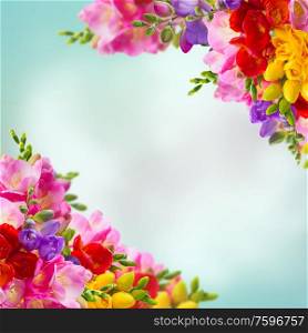 Fresh yellow, red, pink and blue freesia flowers frame over blue background with copy space. Fresh freesia flowers