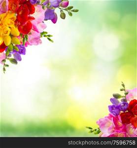 Fresh yellow, red, pink and blue freesia flowers frame over green background. Fresh freesia flowers