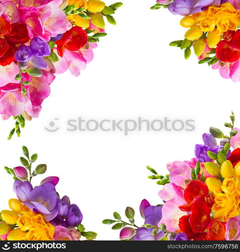 Fresh yellow, red, pink and blue freesia flowers frame over white background. Fresh freesia flowers