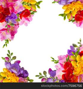 Fresh yellow, red, pink and blue freesia flowers frame over white background. Fresh freesia flowers