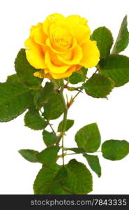 Fresh yellow roses on a white background