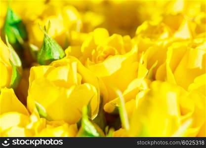 Fresh yellow roses with green leaves- nature spring sunny background. Soft focus and bokeh