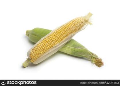 Fresh yellow sweet corn on the cob on white background