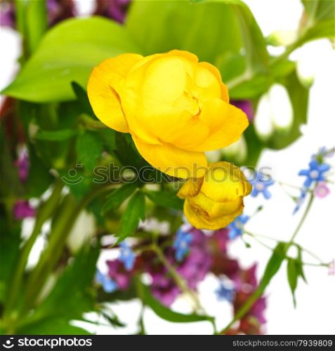 fresh yellow trollius flowers in posy close up