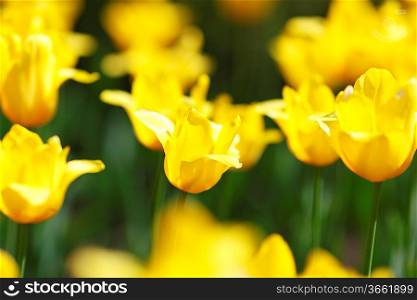 Fresh yellow tulips in garden close-up