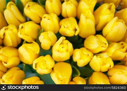 Fresh yellow tulips- nature spring background. Soft focus and bokeh