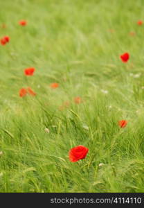 Fresh young barley field