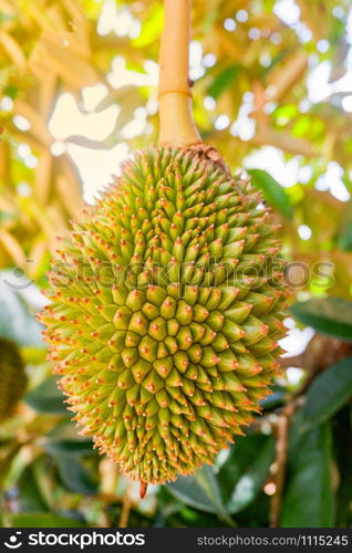 Fresh young durian tropical fruit growing on durian tree plant in the orchard garden agriculture asia