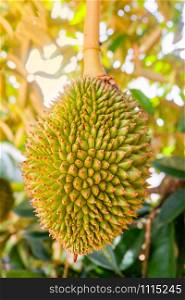 Fresh young durian tropical fruit growing on durian tree plant in the orchard garden agriculture asia