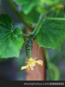fresh young green cucumber fruit with a yellow flower on a bush in the garden