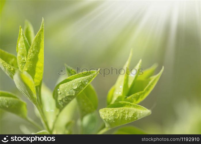 Fresh young green leaves of tree twig growing in spring covered with dew drops and sun rays