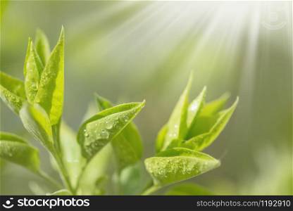 Fresh young green leaves of tree twig growing in spring covered with dew drops and sun rays