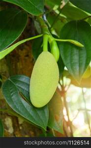 Fresh young jackfruit on the tree in the tropical fruit garden