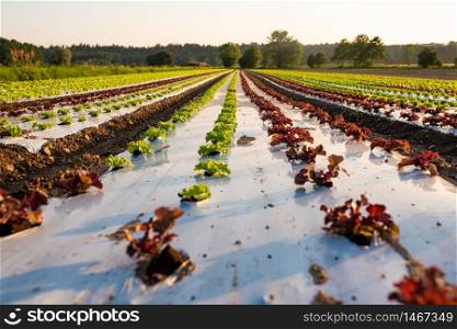 Fresh young lettuce green and red growing in the field. good harvest. farming. agriculture. Fresh young lettuce green and red growing in the field.