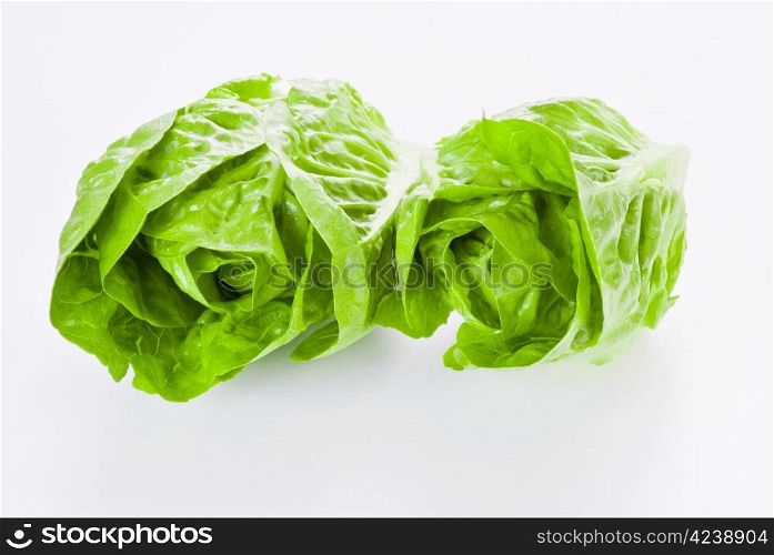 Fresh young lettuce on white background