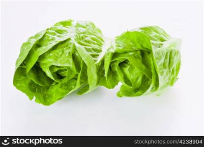Fresh young lettuce on white background