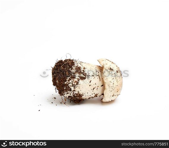 fresh young mushroom with root and mycelium Boletus edulis on white background