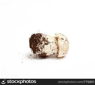 fresh young mushroom with root and mycelium Boletus edulis on white background